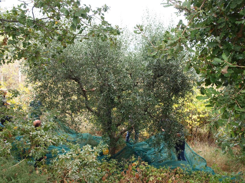 Lapedona Villa Manu מראה חיצוני תמונה